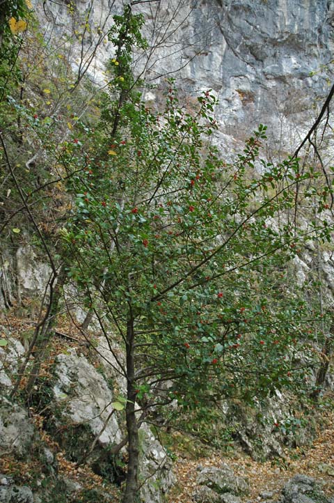 Ilex aquifolium / Agrifoglio